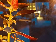 景观位-四姑娘山阿巴郎·藏式花园餐厅