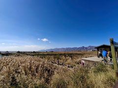 -哈素海