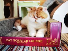 -喵屿·大理花园猫咖