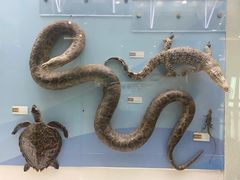 -国家自然博物馆