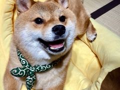 -逗柴咖啡屋·狗咖猫咖宠物桌游