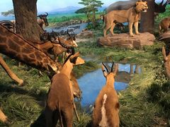 -国家自然博物馆