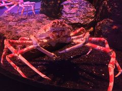 -暹罗海洋世界