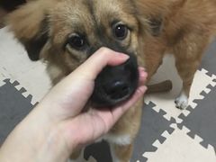 -PETKIT小佩宠物(昭化店)