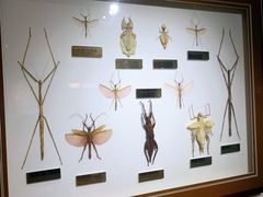 -上海昆虫博物馆