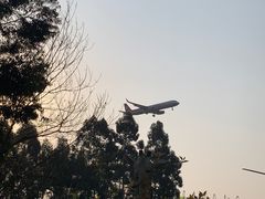 -空港花田景区