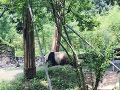 -都江堰中华大熊猫苑