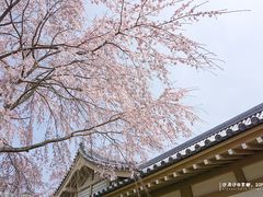 -醍醐寺