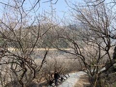 -广州市流溪河国家森林公园