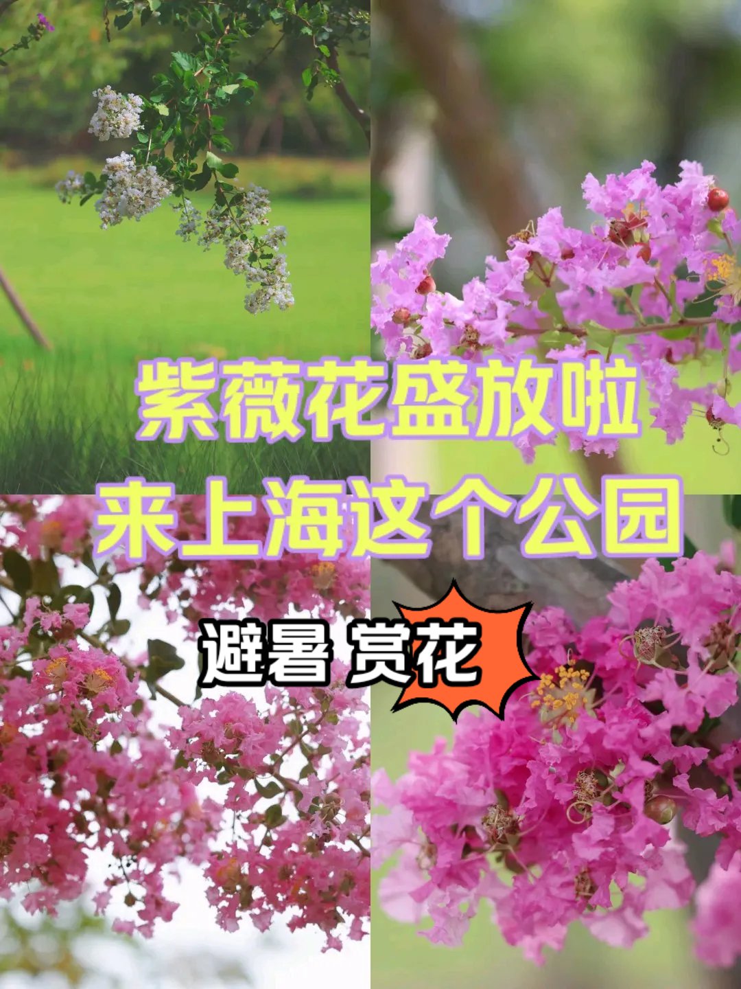 紫薇花盛放啦!来上海这个公园避暑赏花吧