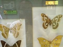 -上海昆虫博物馆