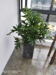 -蚂蚁造型沙龙