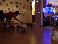 android_upload_pic-喵园·猫主题咖啡厅·撸猫·猫咖(国贸店)