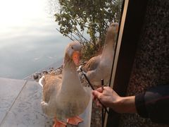 -河北霸州茗汤日月潭温泉