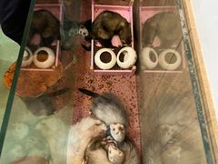 -藦茜花园宠物主题亲子互动体验馆(国顺东路店)