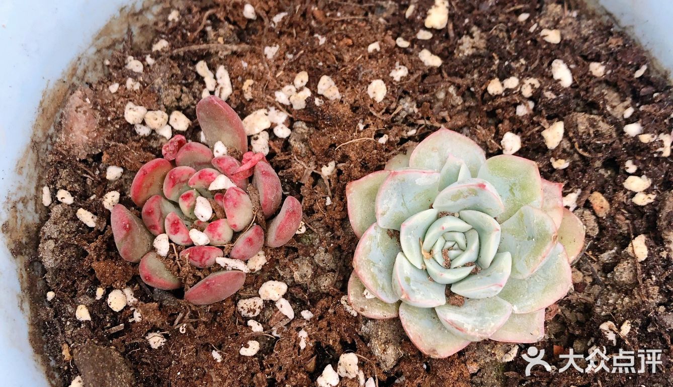 宅家的空闲时间多了,春天也到了,就忍不住买了好多小多肉