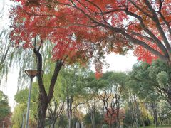 -高子水居