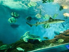 -上海海洋水族馆