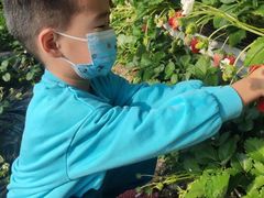 -大自然农场蔬菜草莓采摘园