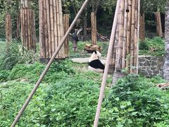 -都江堰中华大熊猫苑