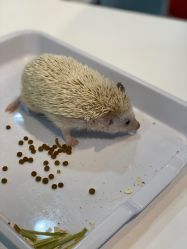 -Moni星球萌宠·小马宝莉·灵蛇·高端高阶全萌宠互动体验俱乐部(红豆国际广场店)