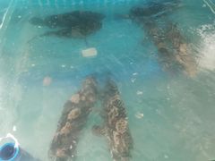 -琼大师东方烤乳猪(亚特兰蒂斯店)