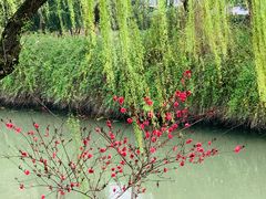 -大拇指龙虾(凤凰广场店)