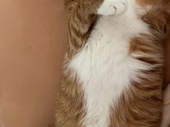 -比格比萨自助(新辰里学清路店)