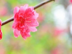 -南国桃园旅游度假区