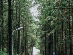 -重庆睡佛山森林公园