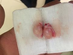 -米苏动物医院·犬猫专科·骨科外科内窥镜