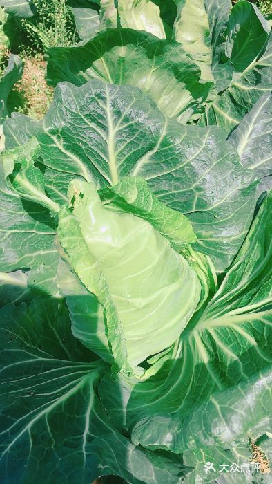 上海长兴岛郊野公园图片