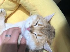-逗柴咖啡屋·狗咖猫咖宠物桌游