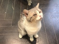 -猫色咖啡·猫咖