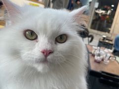 -Heymao猫咖.咖啡厅(东门店)