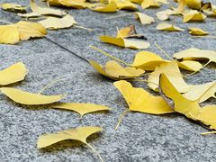 -重庆市江北嘴中央商务区中央公园