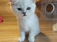 -猫十亿·布偶金渐层·曼基康矮脚猫舍(青年路店)