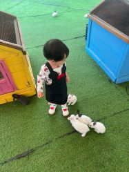 -萌宠亲子动物乐园(槐房万达店)