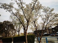-高东镇樱花园