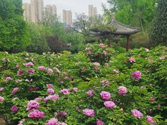 -迎泽公园