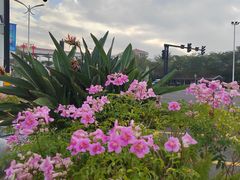 -横琴客运码头