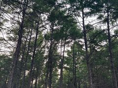 -欧亚之窗公园