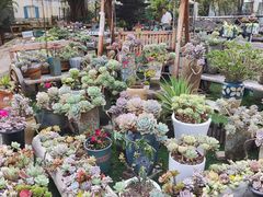 -广东花都香草世界旅游度假区