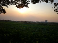 -荷塘月色湿地公园·向阳花洲