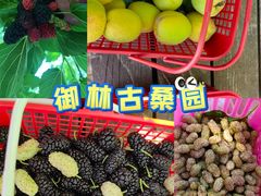 -御林古桑园
