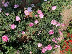 -人民公园(罗湖区)