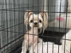 -鑫艺宠物美容培训学校