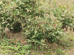 -侯臣咖啡文化村