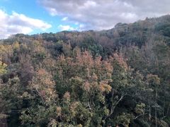 -普陀山风景区-佛顶山