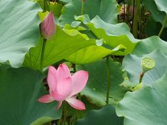 -莲花池公园